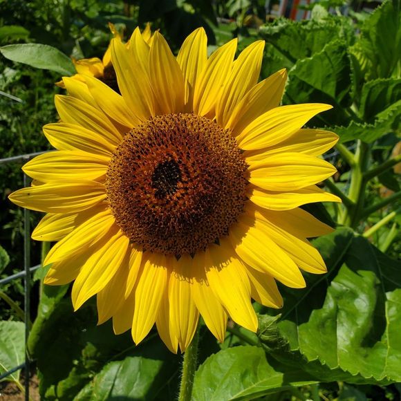 Meet your Posher, Melissa - Picture 1 of 1